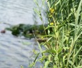 Joshofen Weiher